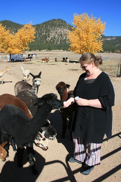 20081029 Alpacas 014.jpg